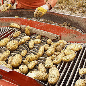 Kartoffel werden auf dem Feld geerntet